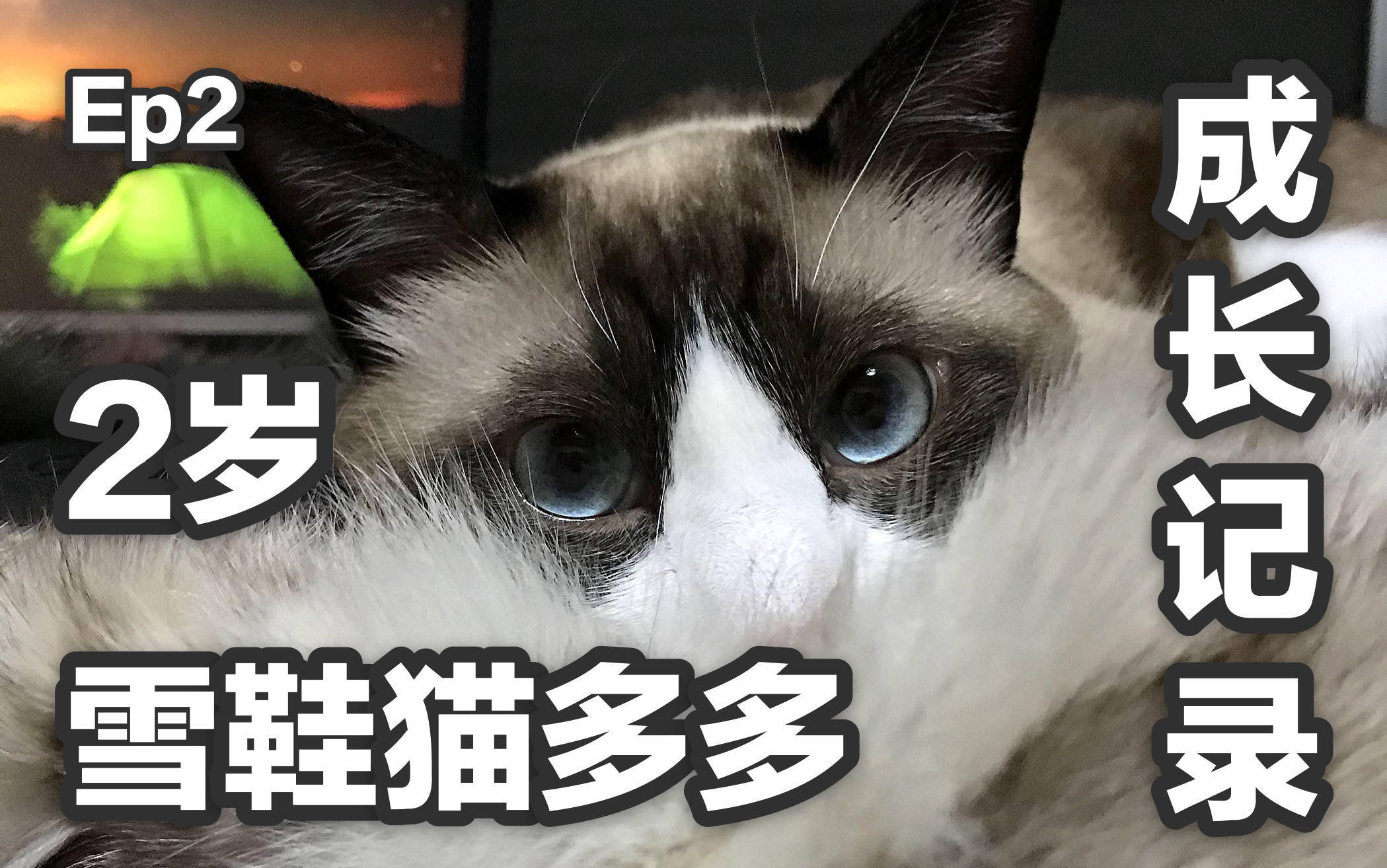 【雪鞋猫】2岁的成长记录【EP2】哔哩哔哩bilibili