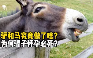 Tải video: 驴马惹的祸，为啥要让骡子背？骡子怀孕后真的活不成了吗？