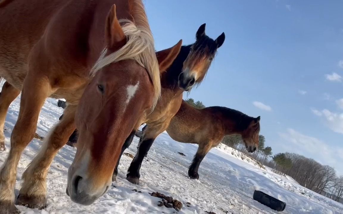 闲暇安逸的泥头马三姐妹