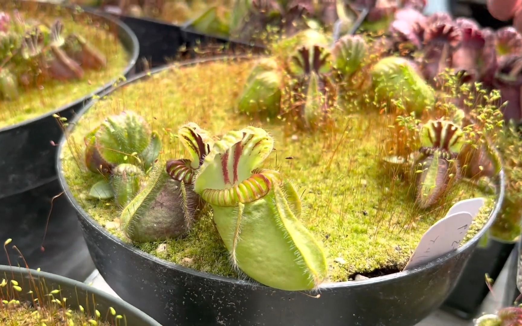 土瓶草 - california carnivores