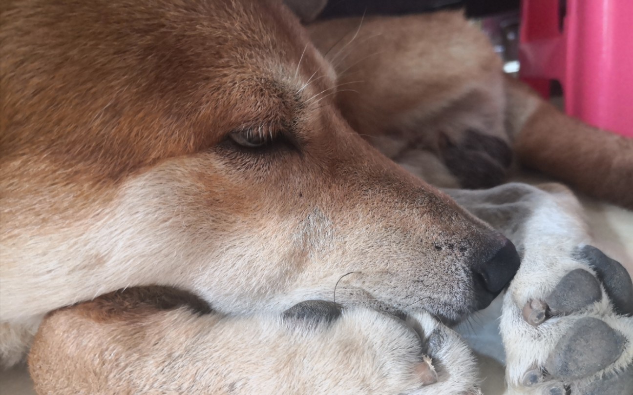 狗头狗头_哔哩哔哩 (゜-゜)つロ 干杯~-bilibili