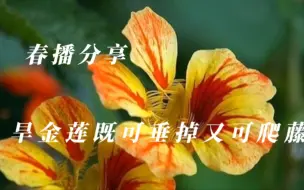 Скачать видео: 春播草花推荐，旱金莲！开花好看叶子美，既可垂吊又可爬藤，适合阳台栽种。