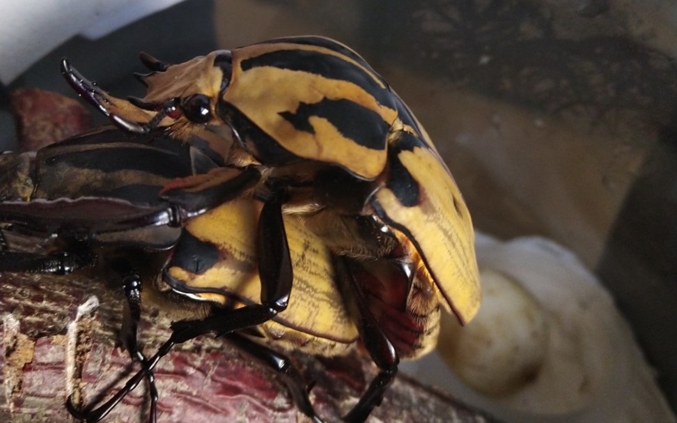 欧贝鲁花金龟下产房记录一