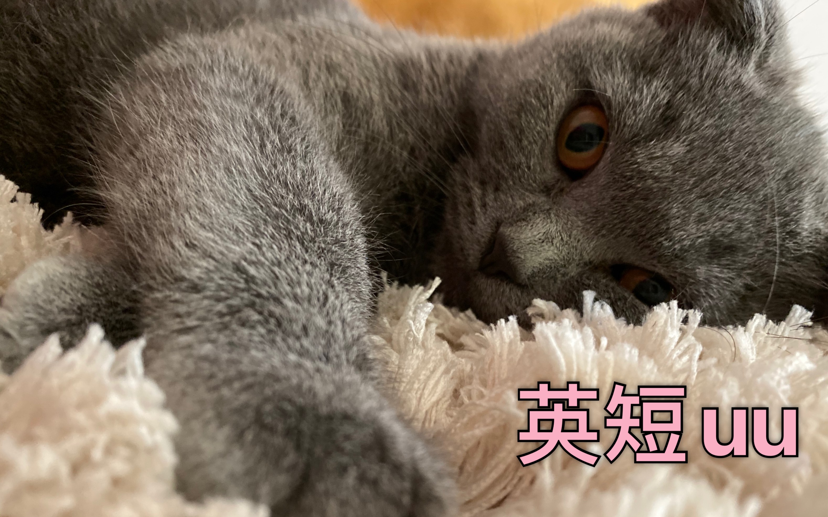 【英短uu】自拍杆的新打开方式,小猫咪看到都疯了