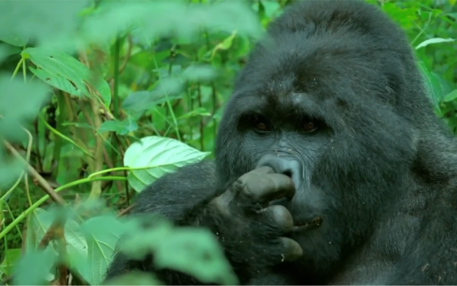 【解压视频】大猩猩抠鼻屎吃,咦~真香!