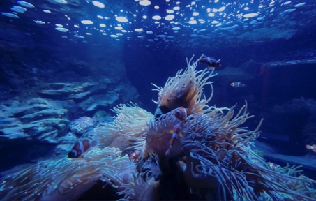 墨尔本水族馆2022-10-15