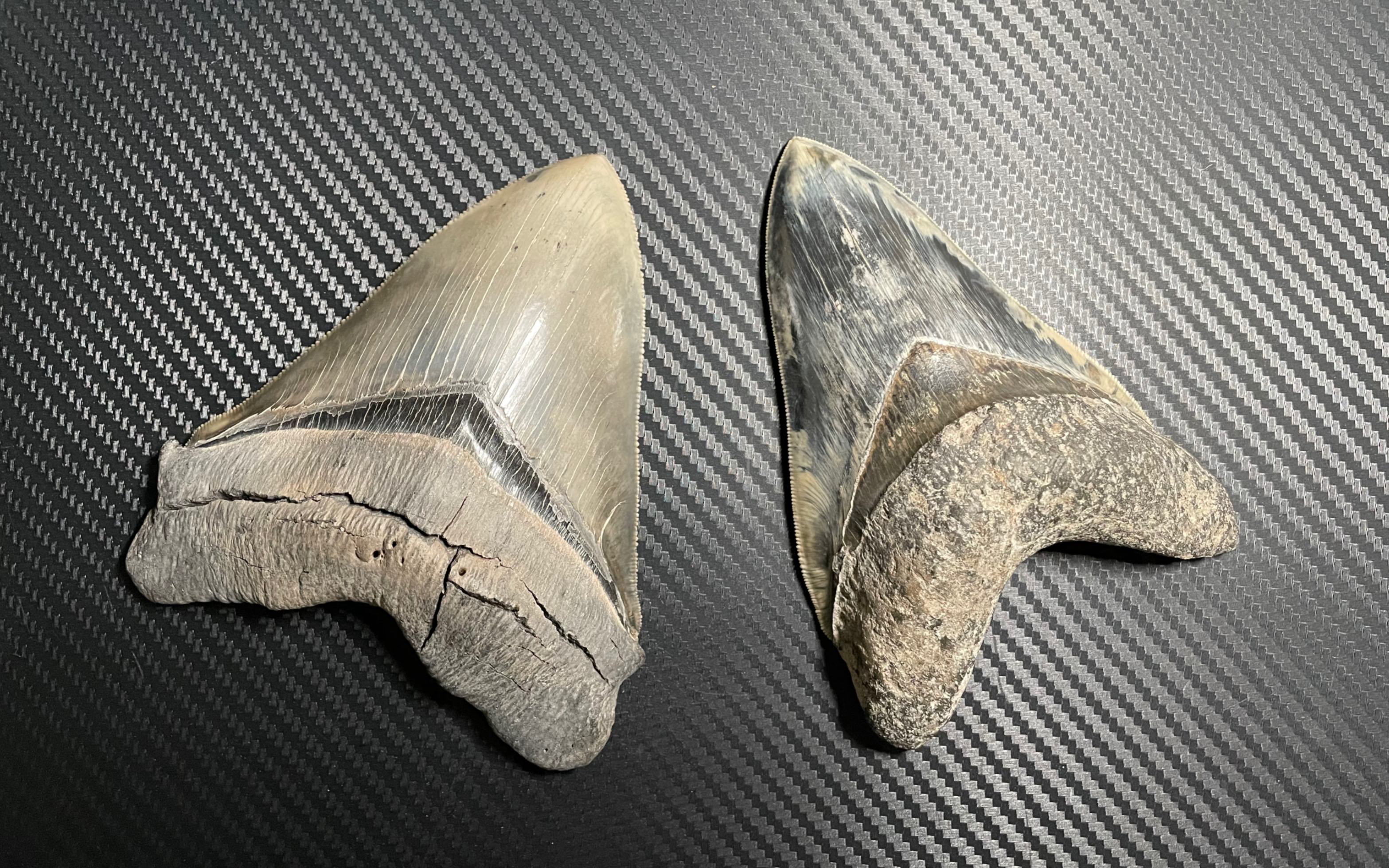 巨齿鲨牙齿化石收藏2——上颌牙与下颌牙