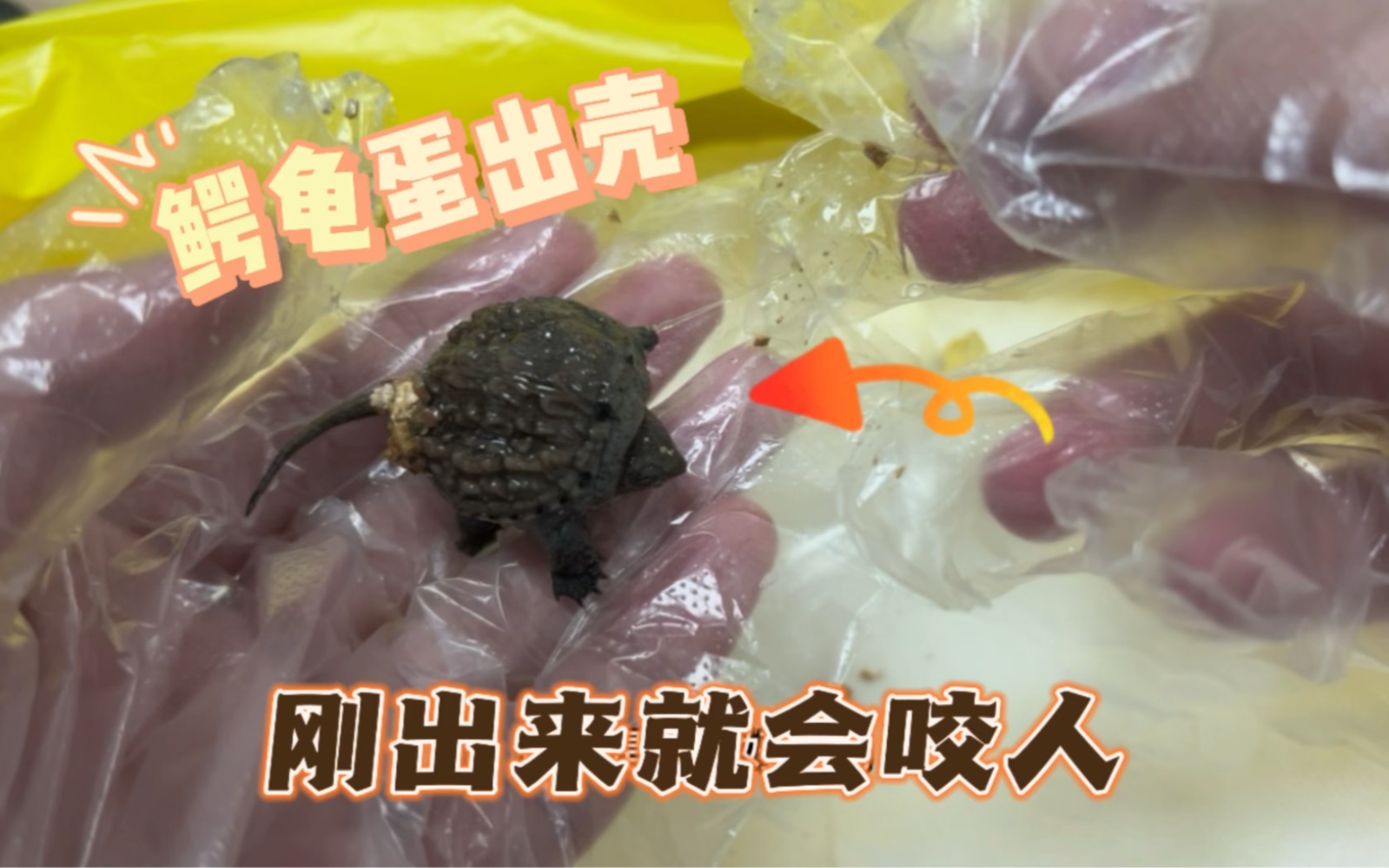 鳄龟蛋孵出来了,原来出生是这个形状的,刚出生就会咬人了