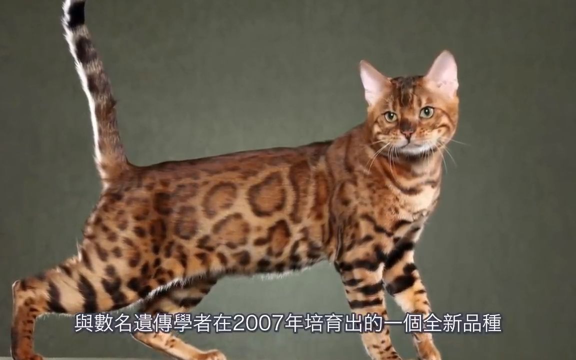 孟加拉猫哔哩哔哩bilibili