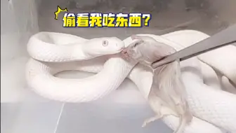 比狗狗还乖的小白蛇 爱了爱了 哔哩哔哩 Bilibili