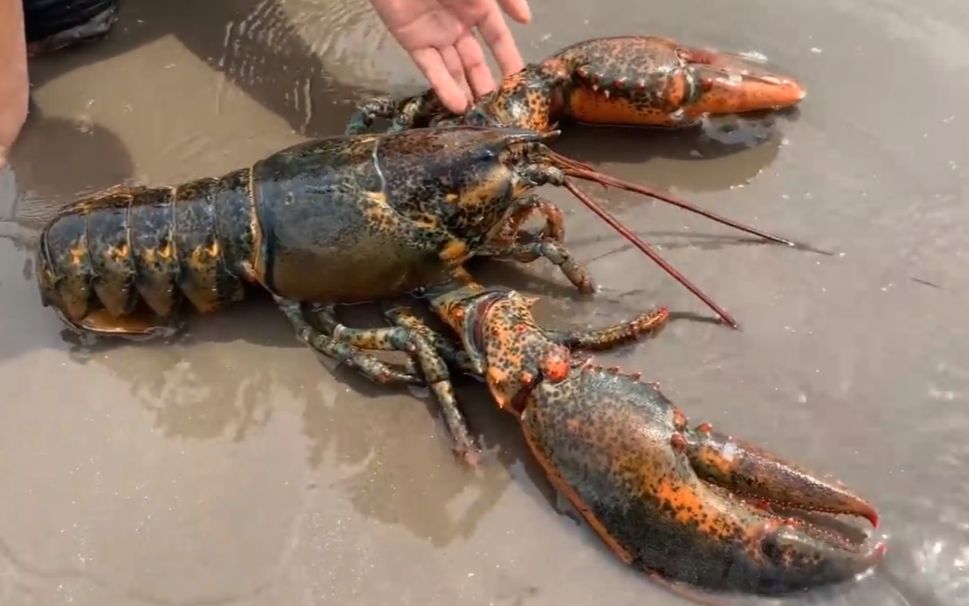 野生海滩捕怪物大龙虾,这么大老兄吃它都成了问题,嗨吃一顿真够爽