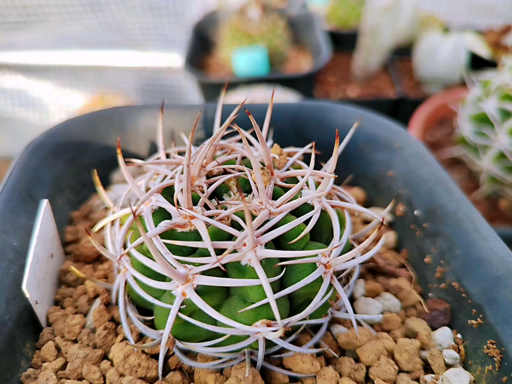 碧岩玉仙人球多肉植物