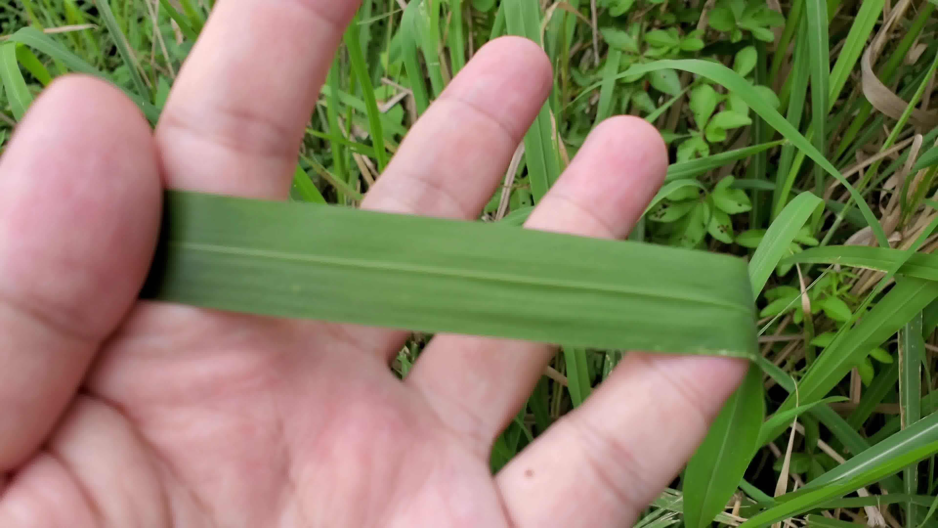 S3 BIO 如何分辨单子叶植物及双子叶植物?简介外来入侵物种薇甘菊的生态.哔哩哔哩bilibili