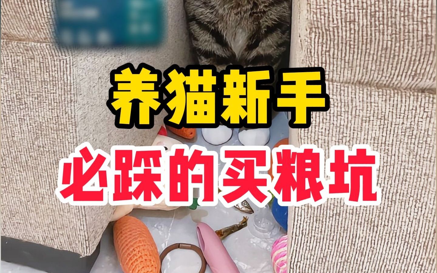 养猫新手买猫粮,如何不踩雷哔哩哔哩bilibili