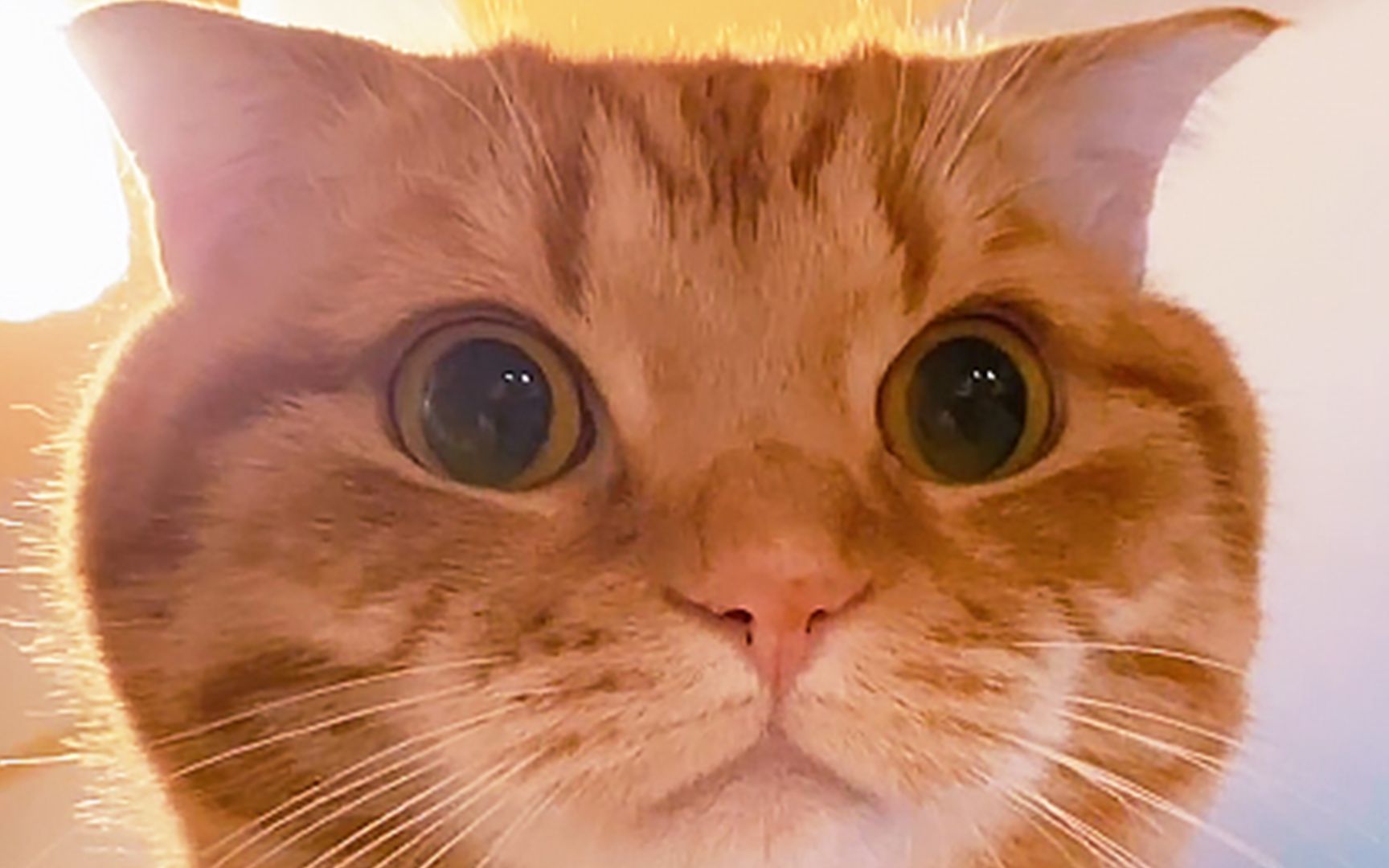 看过小喵咪动耳朵吗【胖橘猫】
