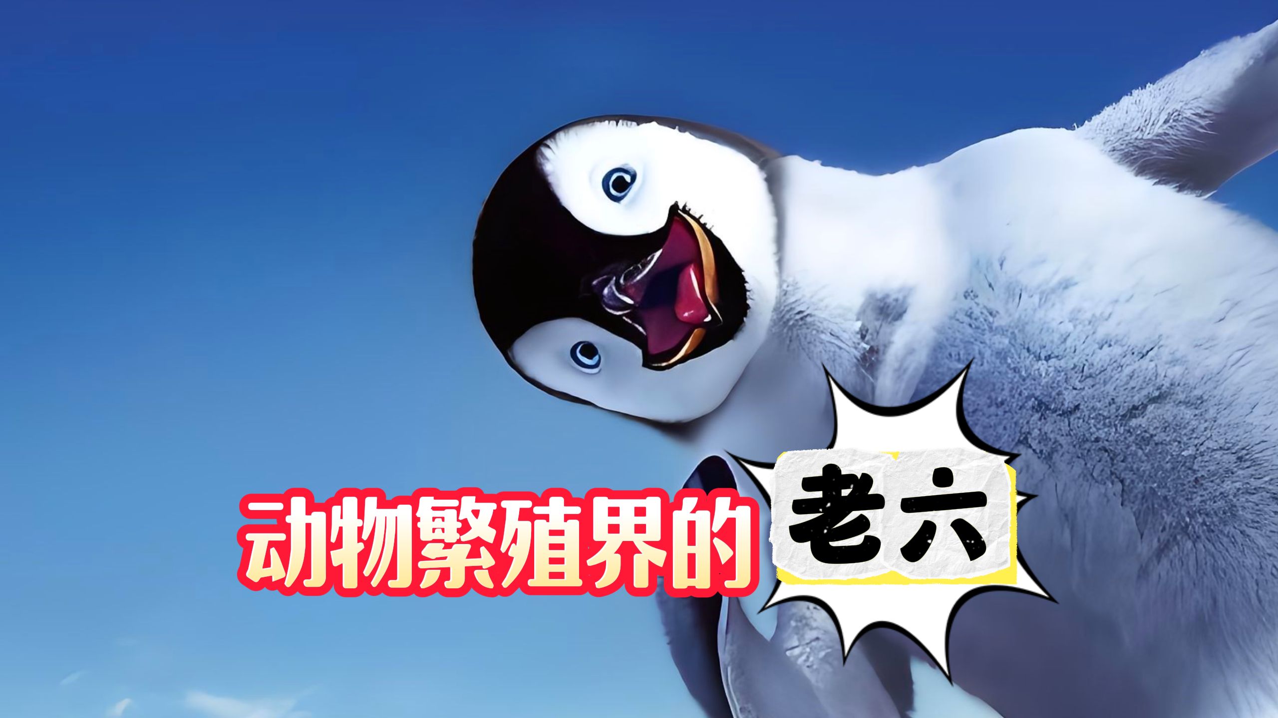 繁殖界的老六,国宝大熊猫更是为国看片!