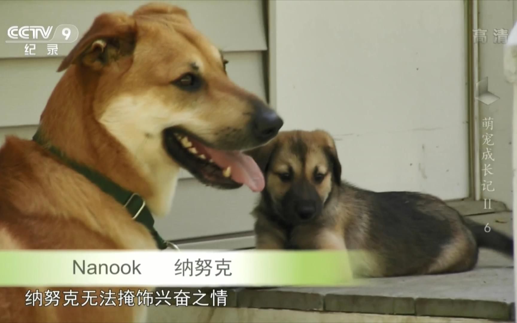 萌宠成长记第2季06 腊肠犬 奇努克犬 拉布拉多贵宾狗哔哩哔哩bilibili