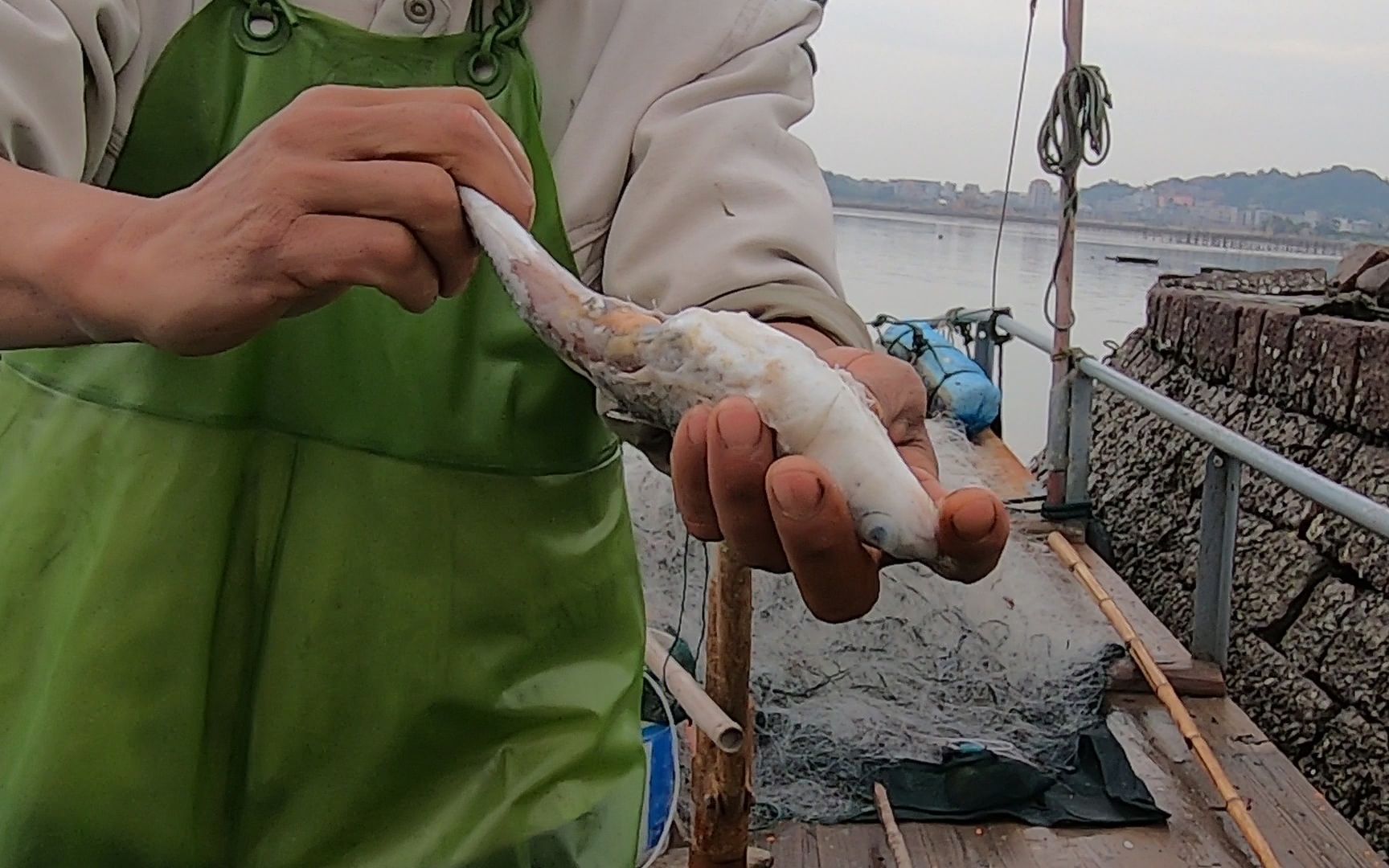 泰叔闸门口拉白网遇见猛货,生吞一整条活鱼,拉出来都快烂光了