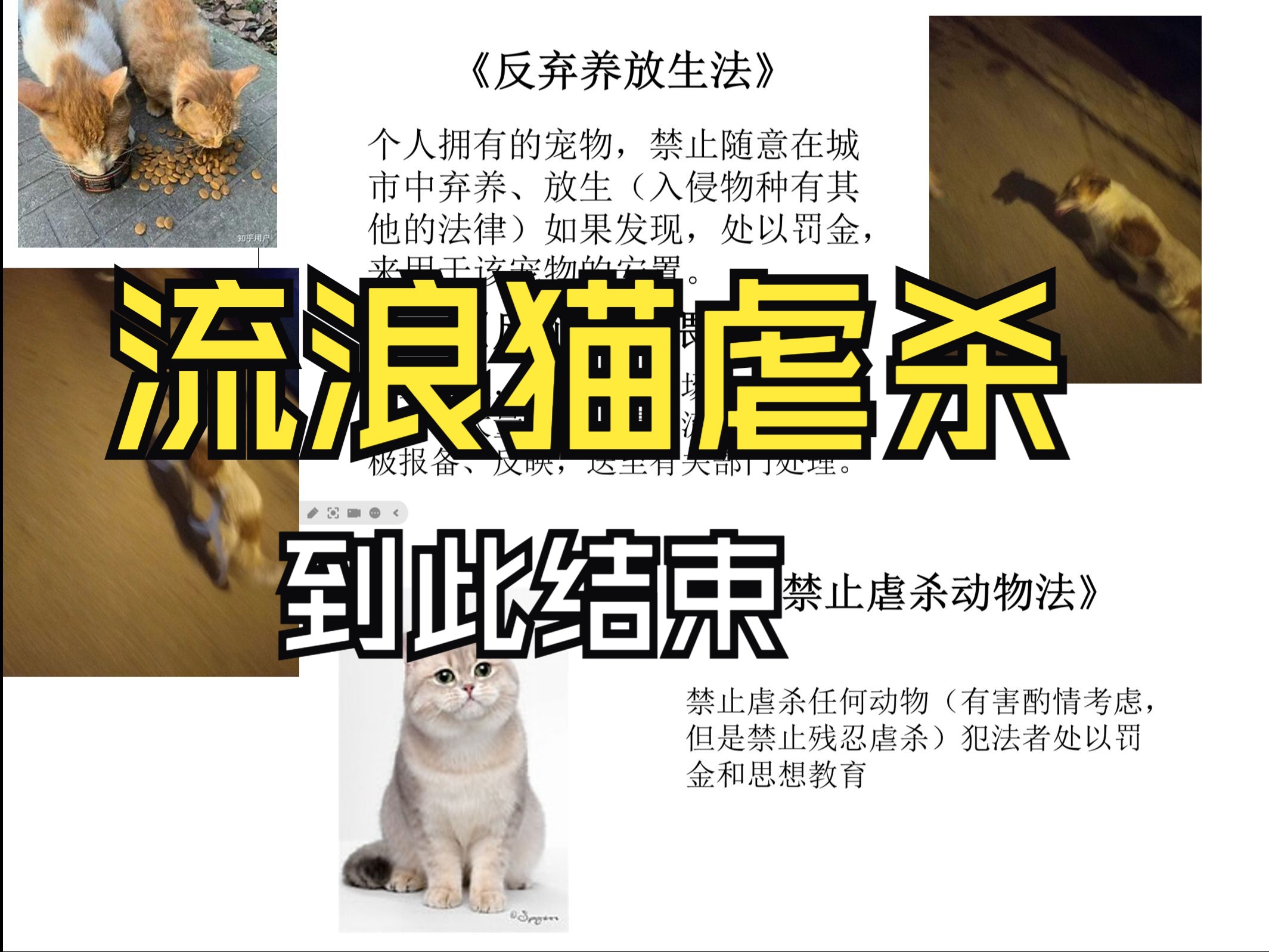 个人观点:关于虐猫的全面思考哔哩哔哩bilibili