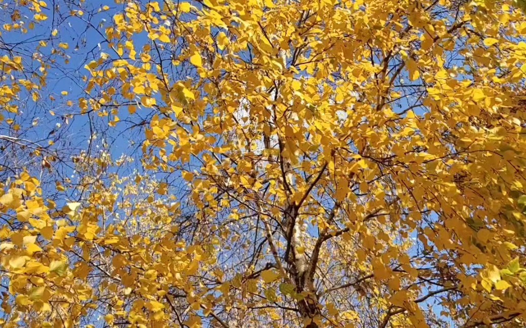 秋天的风儿呼呼叫