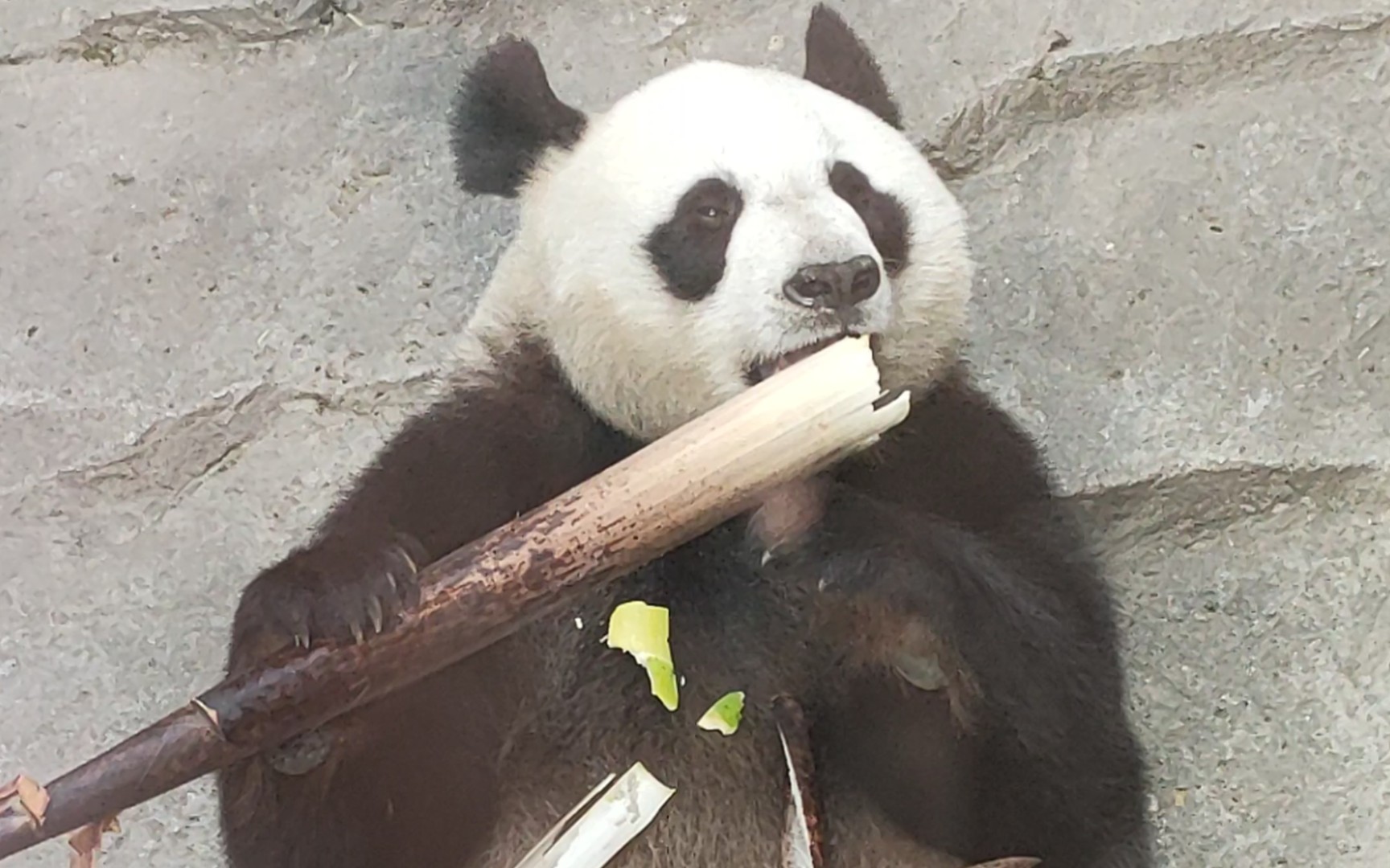 大熊猫吃竹笋