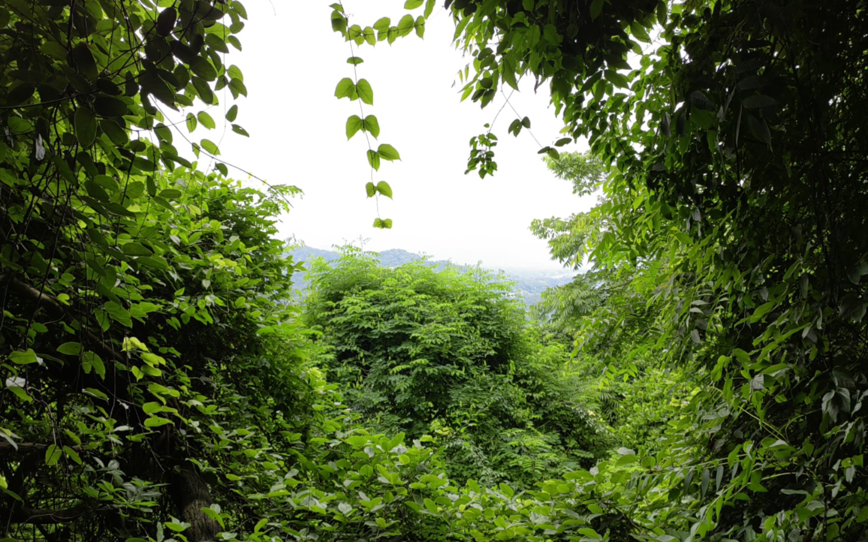 去爬山,去看山上的花呀(杭州九曜山),上集哔哩哔哩bilibili