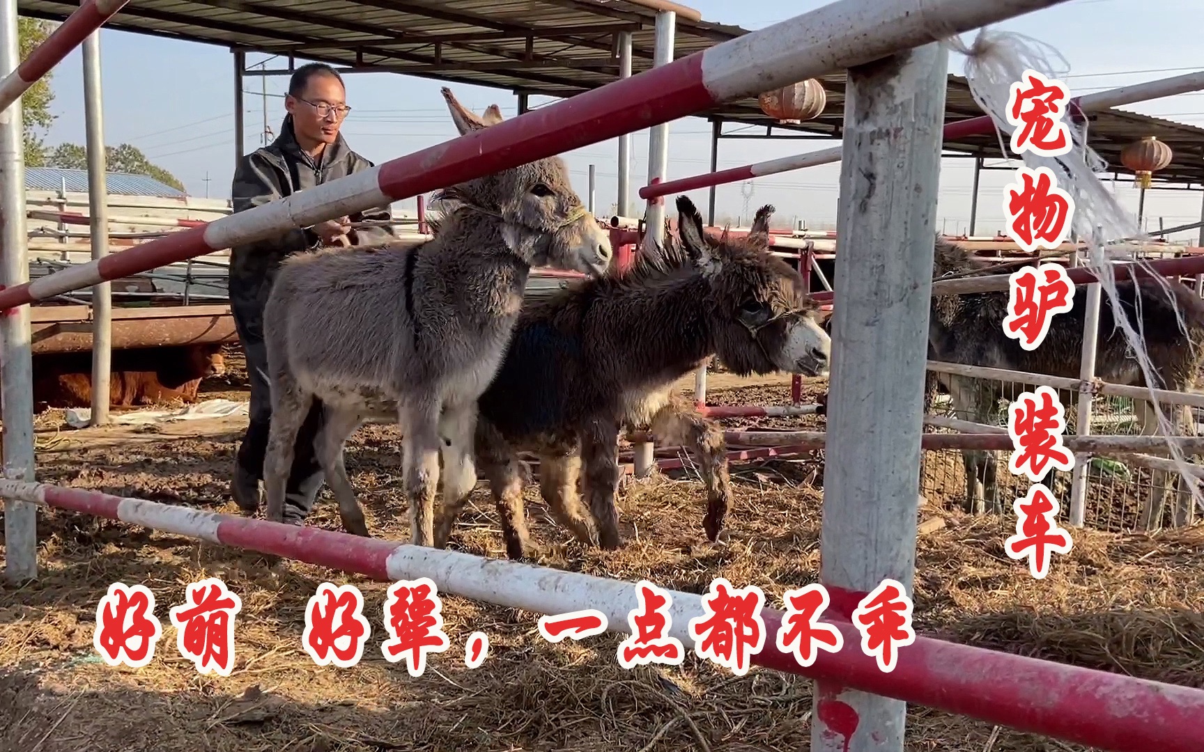 寵物驢長的好萌就是不乖犟起來還真好看