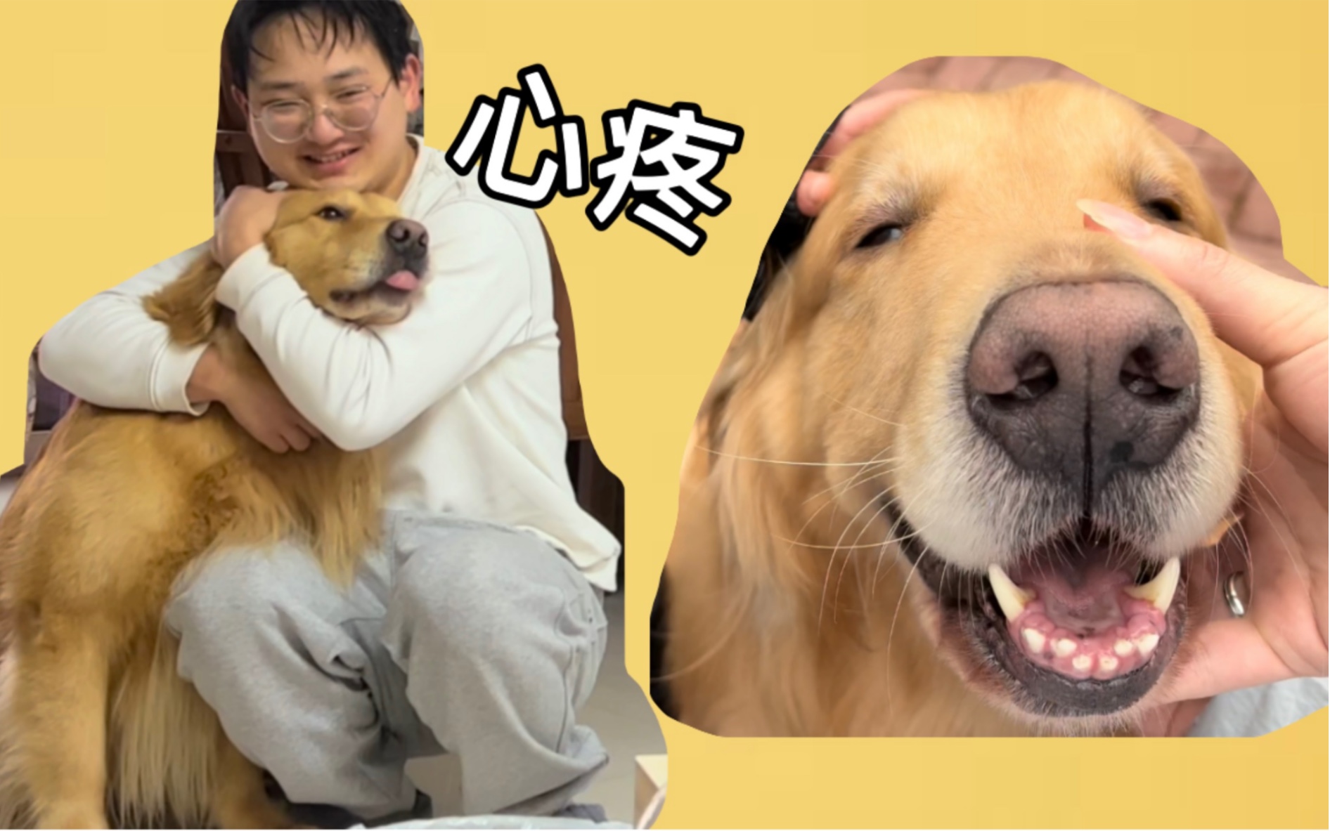 小眼睛狗快乐的一天不小心碰到头好委屈