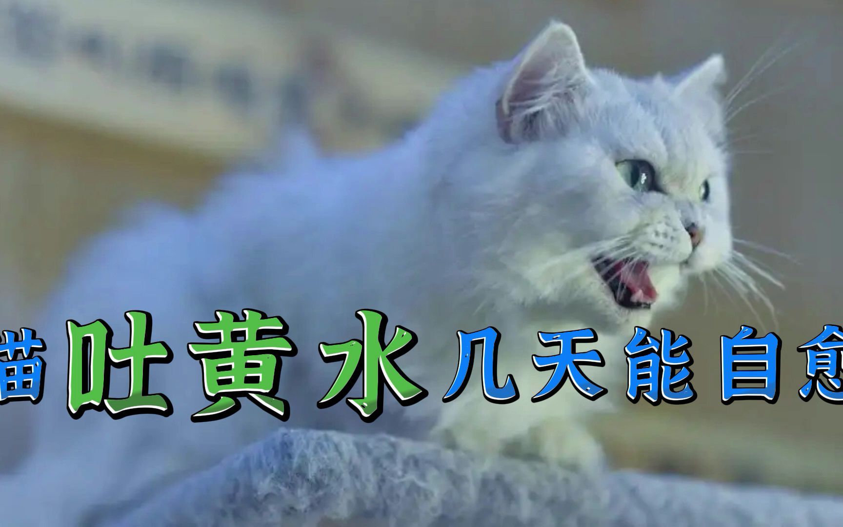 猫吐黄水几天能自愈哔哩哔哩bilibili