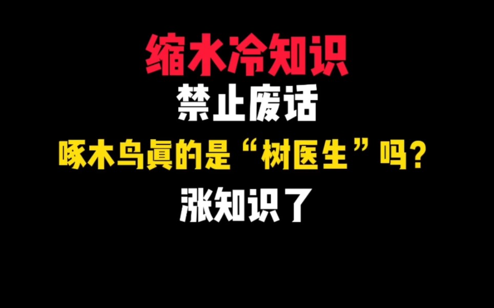 禁止废话:啄木鸟真的是“树医生”吗?哔哩哔哩bilibili