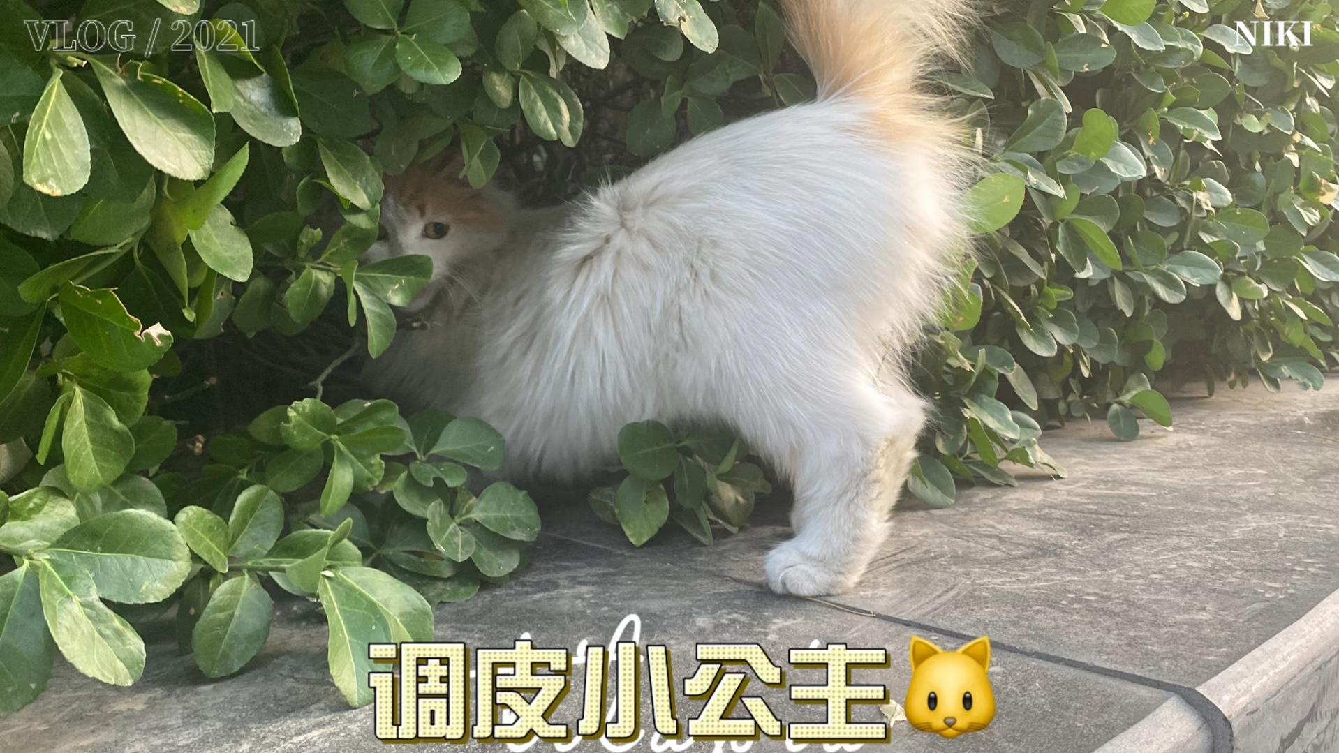 调皮公主之欲拒还迎哔哩哔哩bilibili