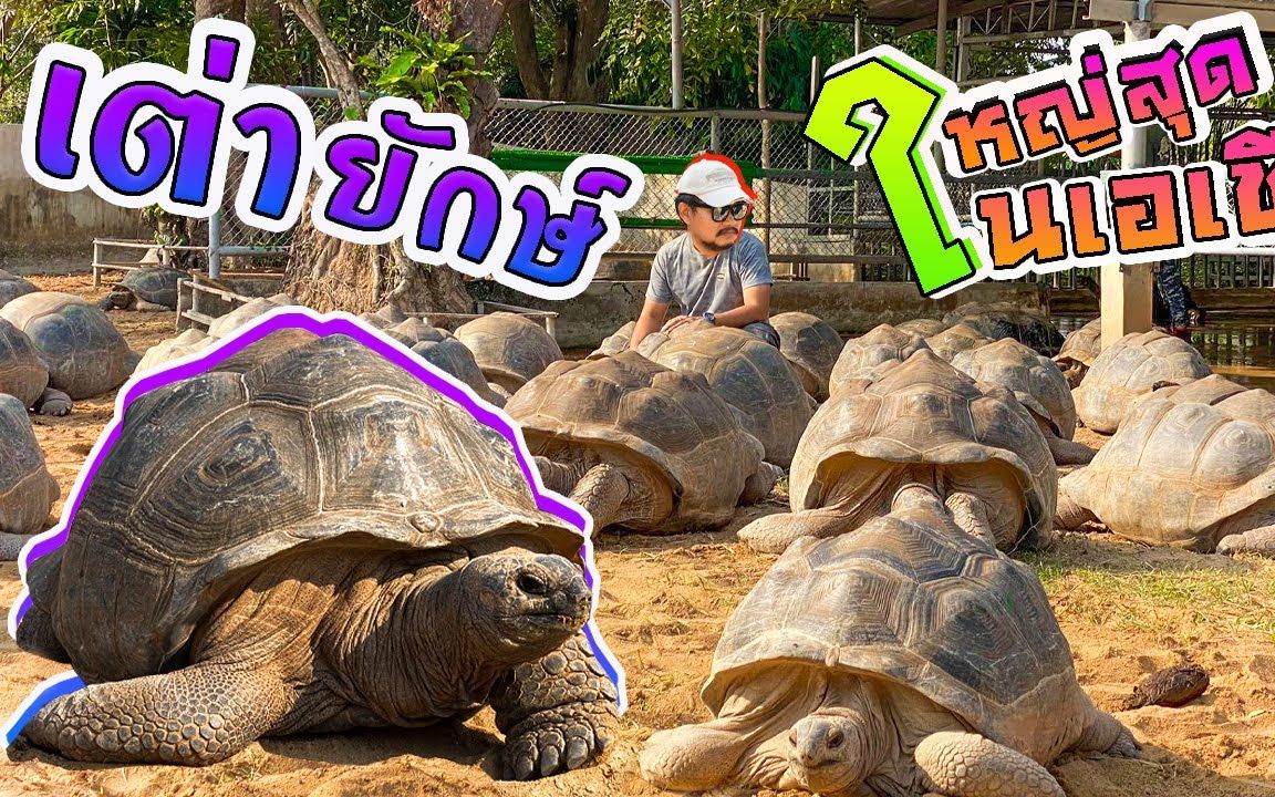 [图]参观亚洲最大的亚达伯拉象龟养殖场 | Aldabra Turtle Farm The largest in Asia.