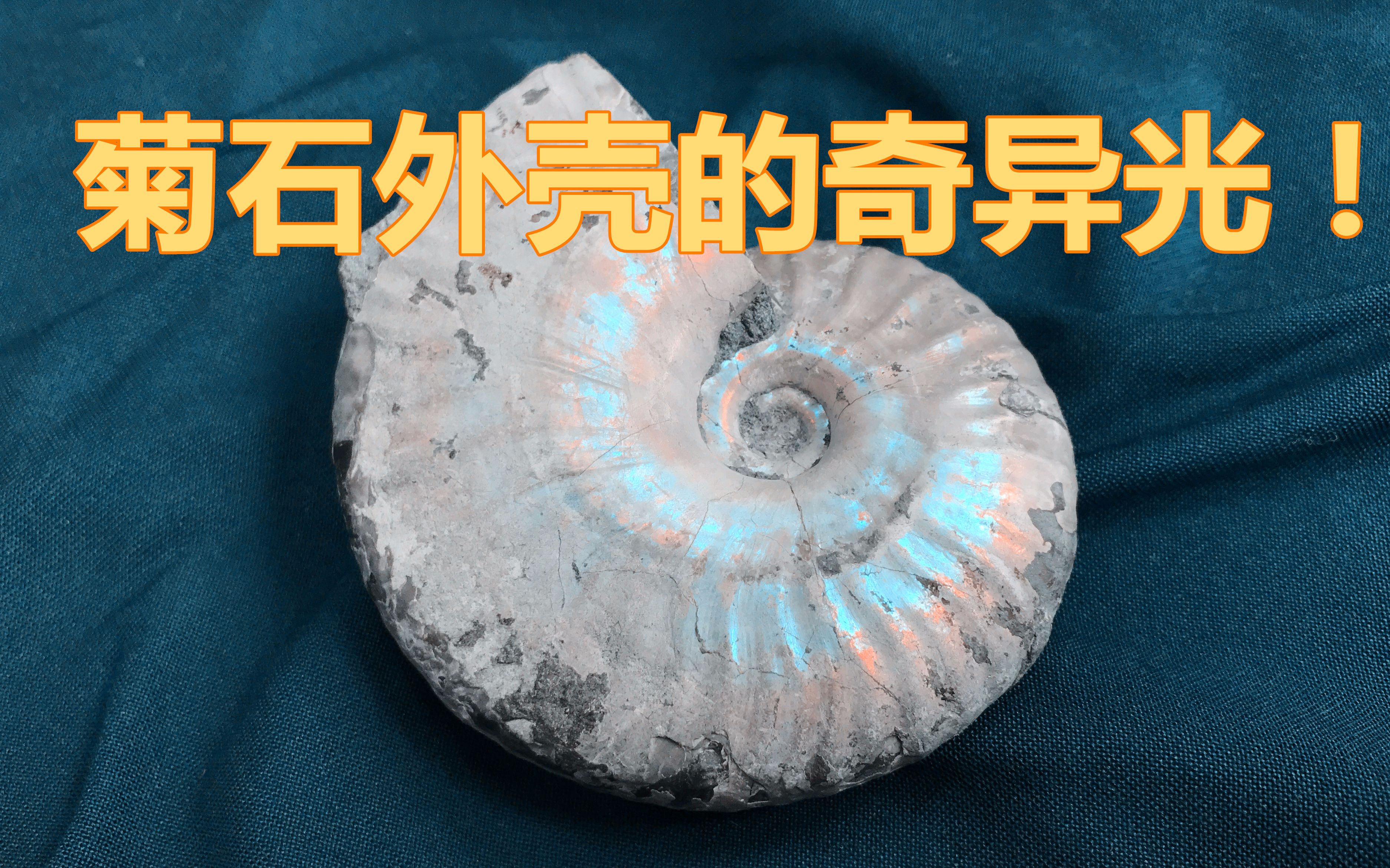 活动作品白垩纪菊石外壳闪烁着奇异的光