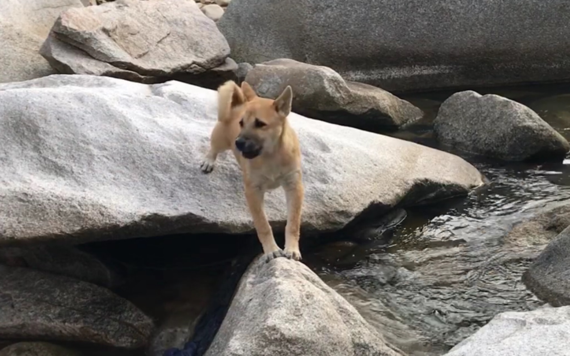 精干的田园犬黄大锤,差点劈了个大叉哔哩哔哩bilibili