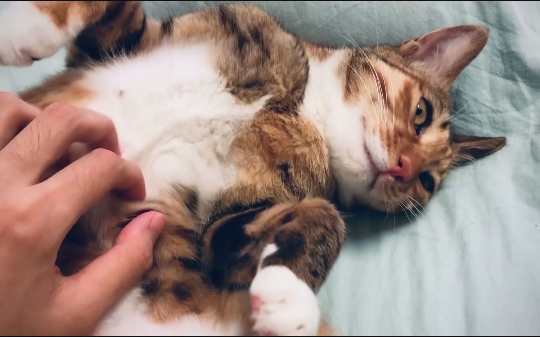 【猫片】对熟睡的小猫猫下手