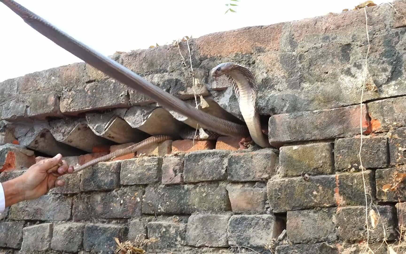 把手伸进蛇窝子,印度小哥又抓了2根辣条,就问你怕不怕?