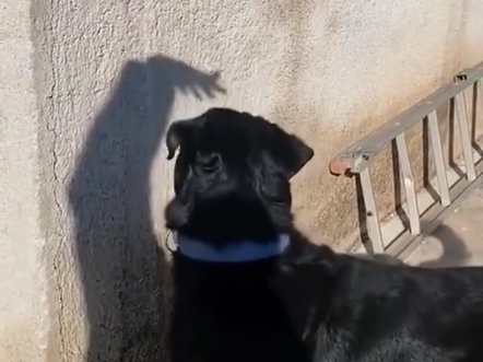 网友用影子逗狗狗玩 ,狗子:有脏东西,没开玩笑.