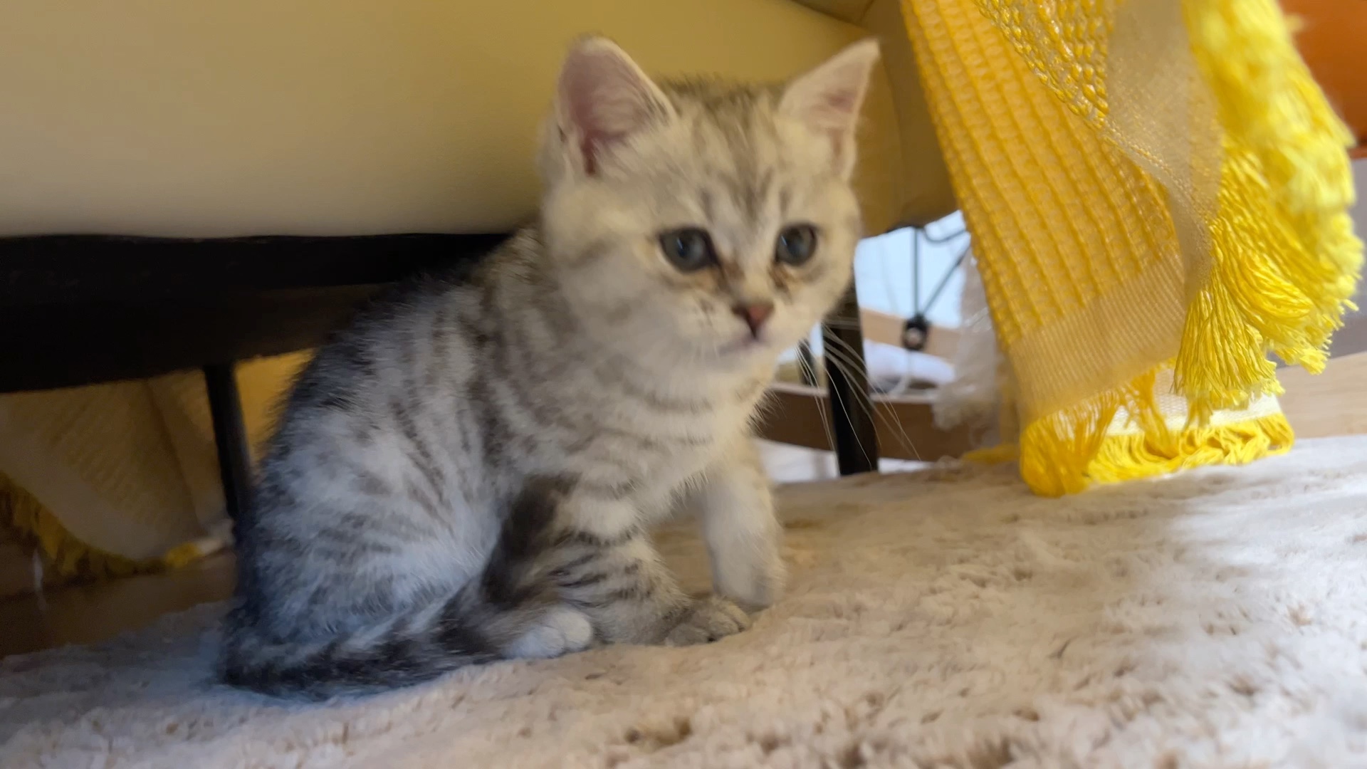 一只可爱的小奶糕美短虎斑正向你走来