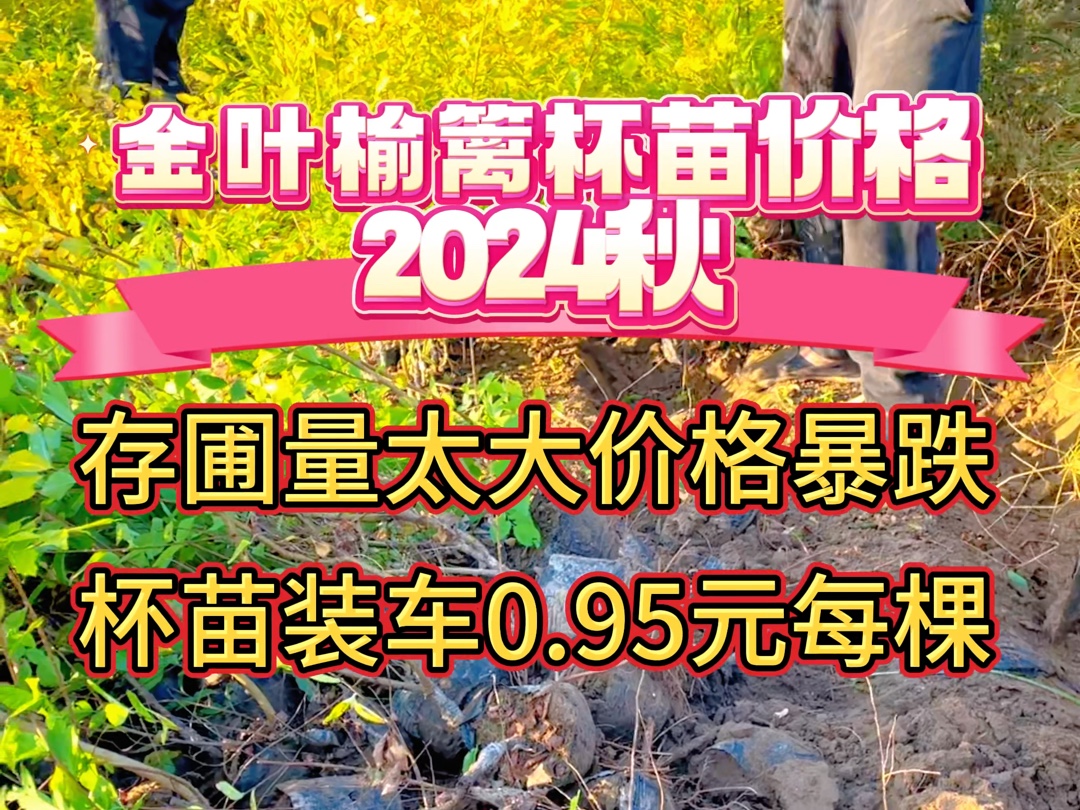 金叶榆篱杯苗价格暴跌,2024年秋季金叶榆产地最新报价哔哩哔哩bilibili