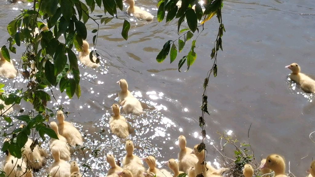 [图]水中映着彩霞，水面浮着花鸭，霞是五彩霞，鸭是麻花鸭。麻花鸭游进五彩霞，五彩霞网住麻花鸭，乐坏了鸭，拍碎了霞，分不清是鸭还是霞。