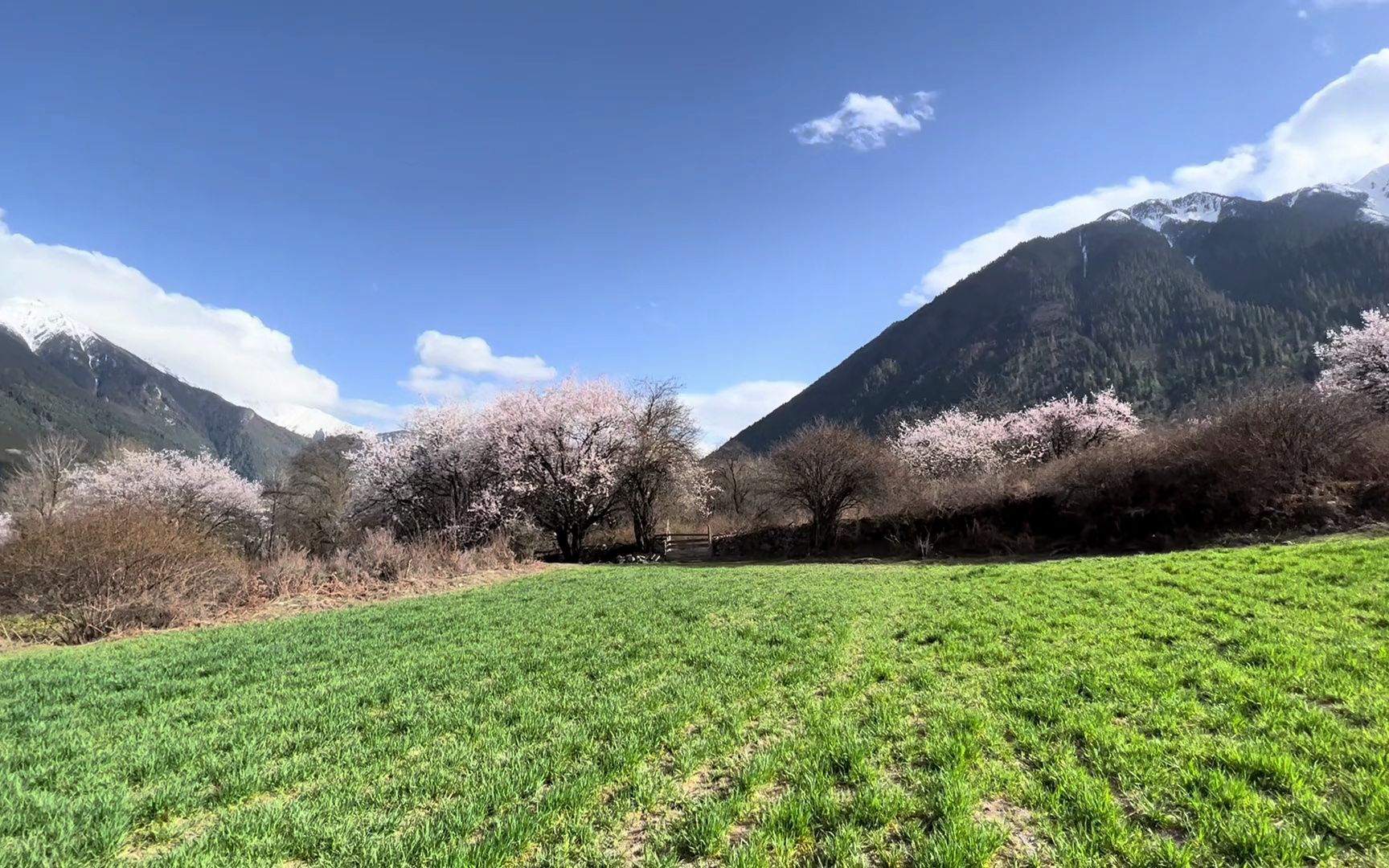 林芝波密縣如納村桃花