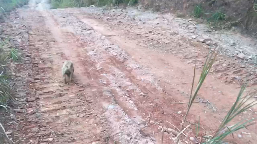 [图]散步遇到野狗