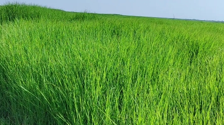 鄱阳湖草海