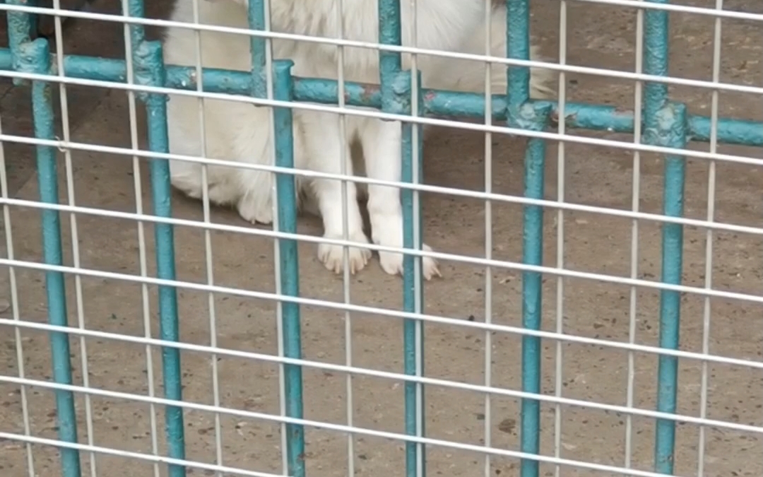 两只懒羊羊的白狐狸