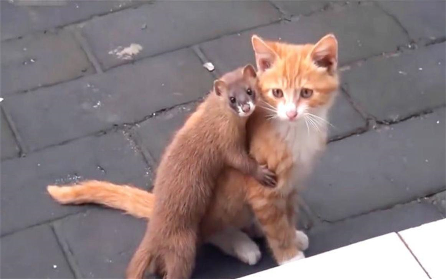 黄鼠狼一口"咬住猫脖子",下一秒悔不当初,黄鼠狼:大意了