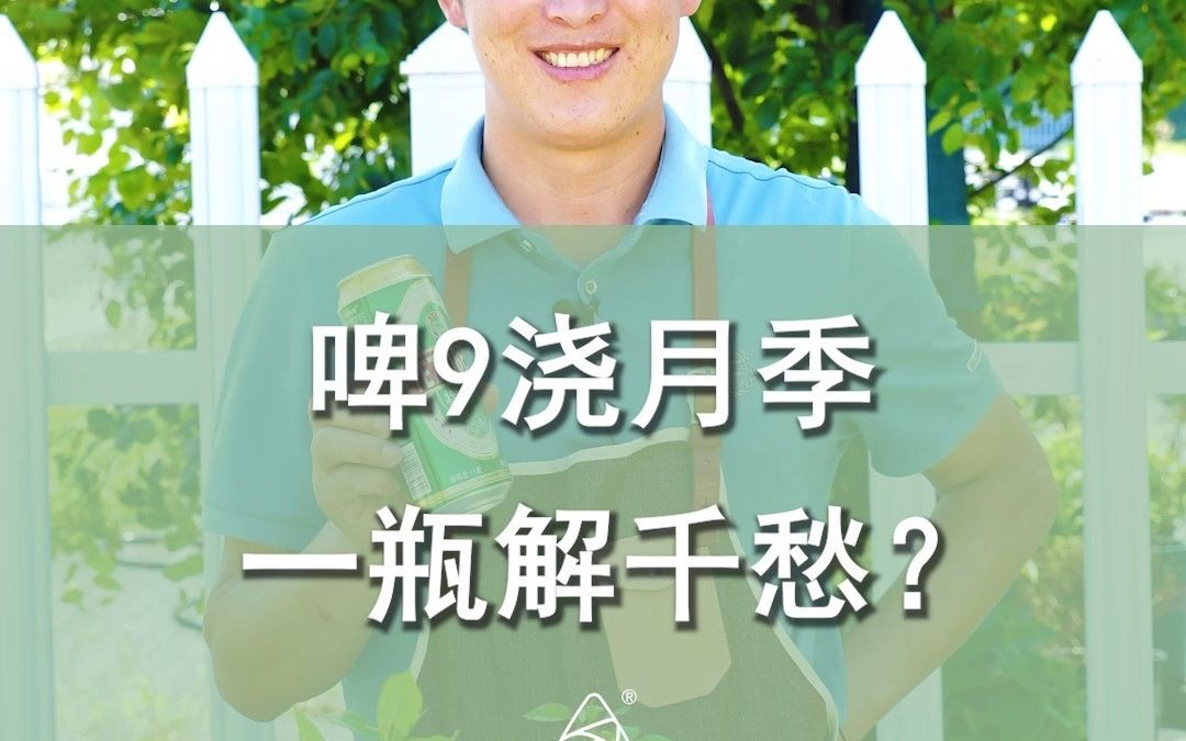 啤酒浇月季,一瓶解千愁?哔哩哔哩bilibili