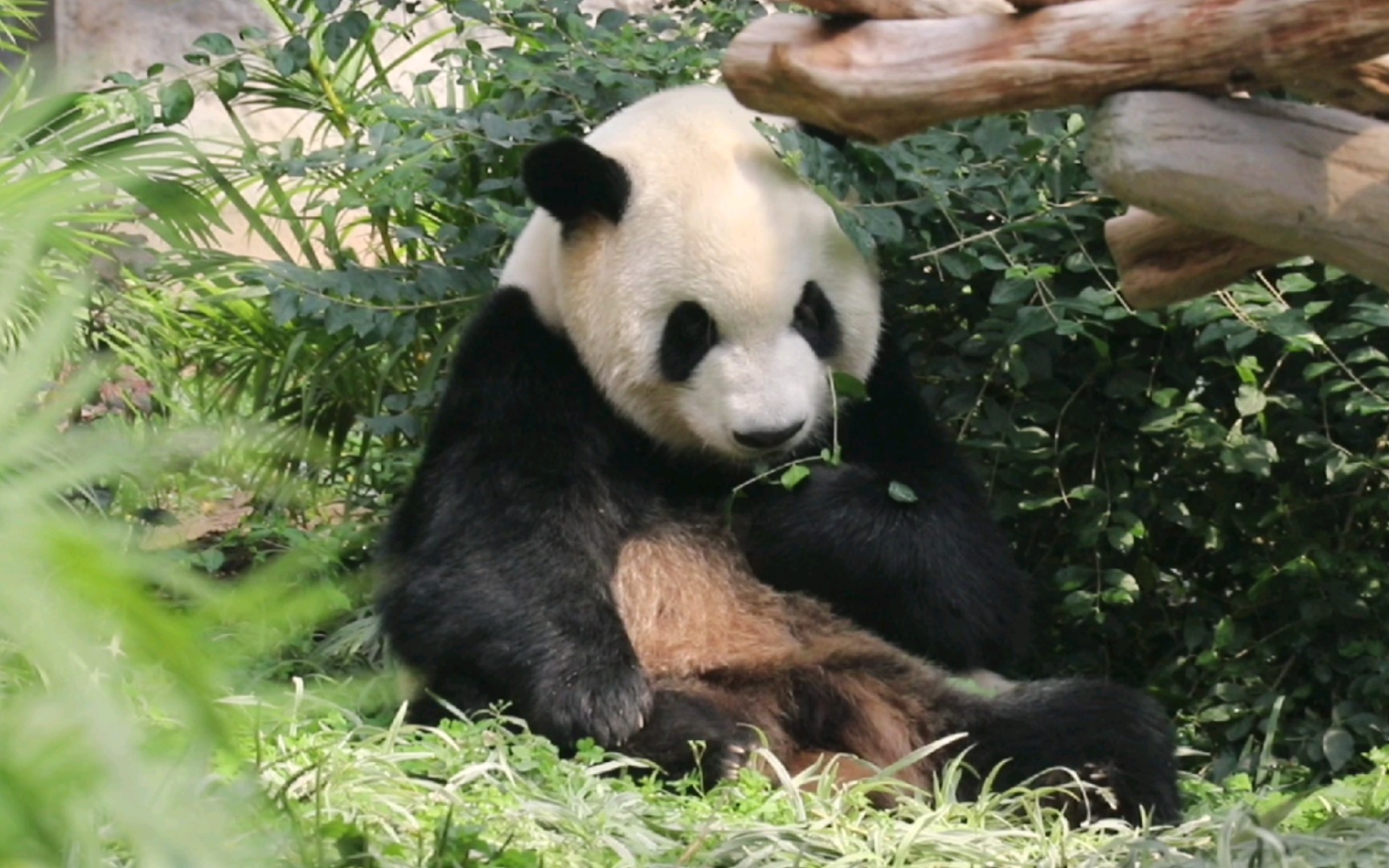 大熊猫澳门康康康康躲大老远啃树叶举相机的手臂要狗带
