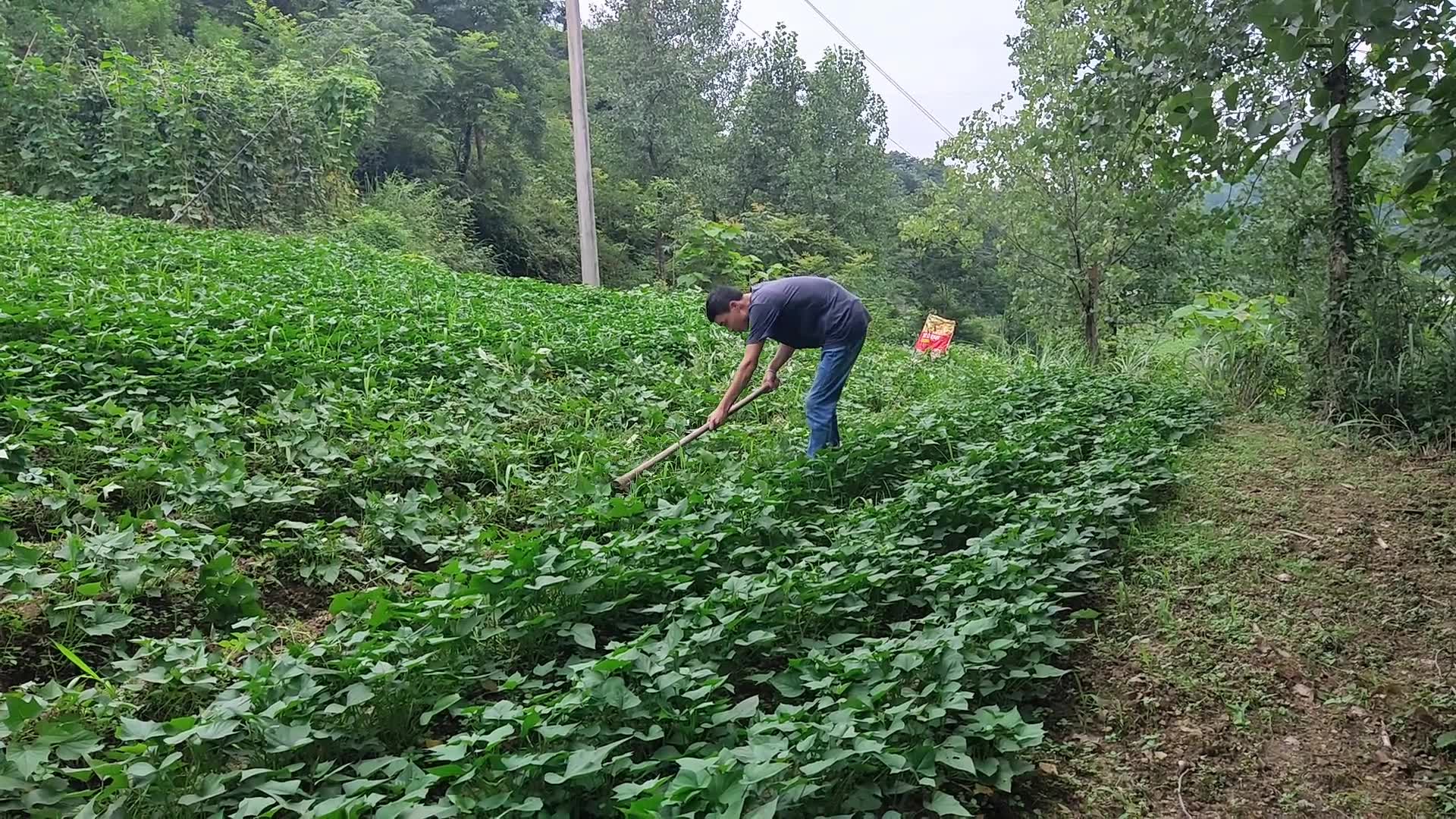 [图]锄禾日当午，汗滴禾下土，谁知盘中餐，粒粒皆辛苦。