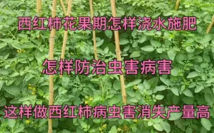 下载视频: 西红柿花果期怎样浇水施肥？怎样防治病虫害？这样做没病虫高产