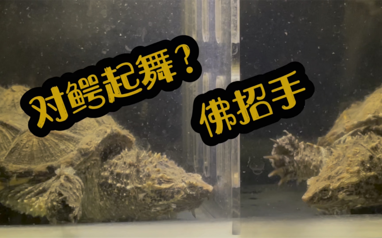 佛鳄罕见操作之佛招手 !